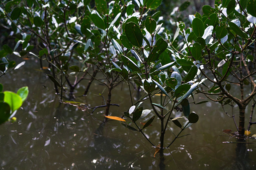 Still small mangrove