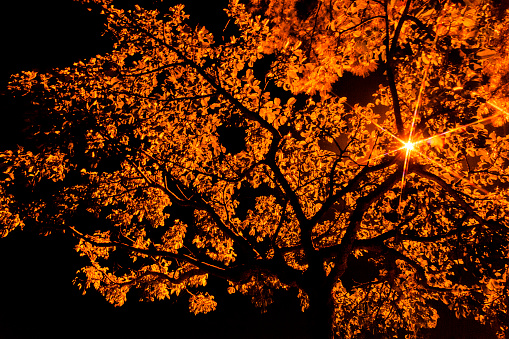 Street trees shining in the light of street lamps