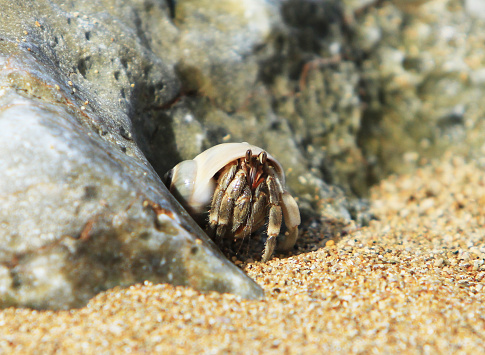 Hermit crab in shell