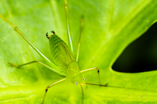 Green insects found in Okinawa