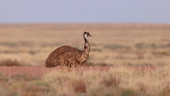 The emu (Dromaius novaehollandiae) from Australian outback