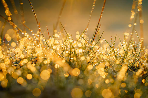 Fresh green meadow grass with dew drops in morning. Beautiful nature closeup field landscape with water droplets. Nature background at sunset. close up. water drops on grass after rain. the sun is breaking through grass. sunset dew stock pictures, royalty-free photos & images