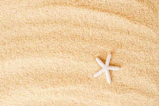 White Starfish on Beach Sand background, copy space. summer card