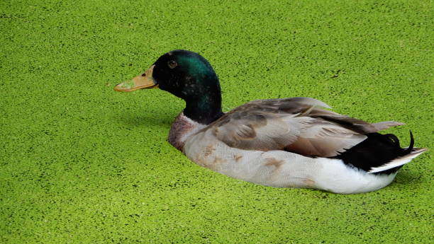 istock Ducks swim among the green duckweed. 1499757334
