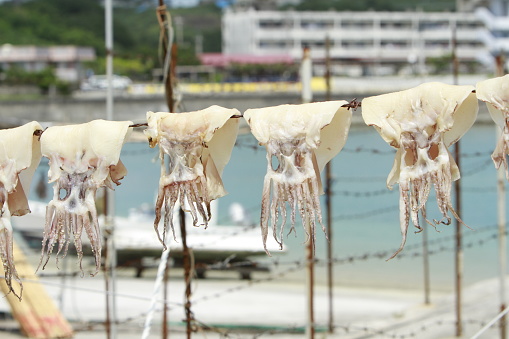 Traditional Greek sun-dried octopus on Santorini island at Amoudi bay