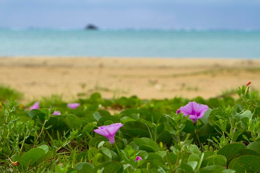 Day glories often seen on Okinawa beaches