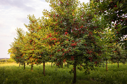 sour cherries on the  tree stick with leaves, in time of harvest in the summer in the orchard.