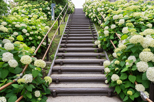 Blooming hydrangea flowers and stairway in Tokyo, Japan