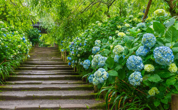 istock Blooming hydrangea flowers and stone stairway in Kamakura, Japan 1499760424