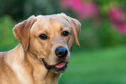 Five-year-old Labrador photographed outdoors.