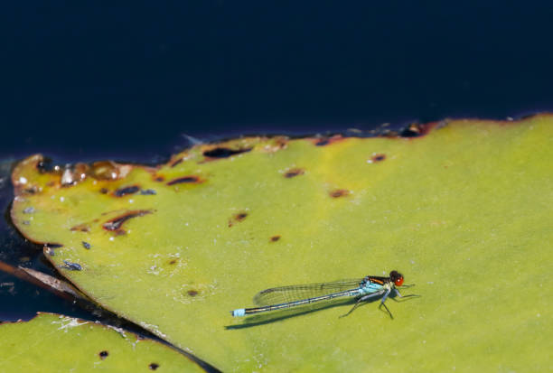 Tot 30-36mm, Ab. 25-30mm, Hw 19-24mm.\nA robust, dark, ‘blue-tailed damselfly’, usually found sitting away from the shore on floating vegetation, particularly water-lilies.\nWidespread over much of Europe except the far S and N, with a more northerly distribution than similar Small Redeye.\nBehaviour: Flies earlier in the season than Small Redeye, peaking about a month earlier, and usually keeps abdomen straight. In fine weather, males patrol low over water or sit on floating leaves, where they fight for strategic positions near open areas. They quickly move to nearby vegetation when the sun goes in, often\nlanding in trees. Eggs are laid, while in tandem, into stems and leaves of floating and sometimes emergent plants. Egg-laying often underwater, still in tandem.\nBreeding habitat: Closely associated with floating leaves, typically water-lilies, but also pondweeds and other floating vegetation.\nFavored sites include larger ponds, lakes and flooded mineral workings, canals, large drains and slow-flowing rivers, with floating leaves of water lilies or pondweeds.\nFlight Season: From April to August, with a peak in June.\nDistribution: M. Europe, except the Mediterranean and the far North.\n\nThis is a quite common Species in the Netherlands for the described Habitats.