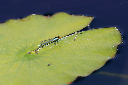 Tot 30-36mm, Ab. 25-30mm, Hw 19-24mm.\nA robust, dark, ‘blue-tailed damselfly’, usually found sitting away from the shore on floating vegetation, particularly water-lilies.\nWidespread over much of Europe except the far S and N, with a more northerly distribution than similar Small Redeye.\nBehaviour: Flies earlier in the season than Small Redeye, peaking about a month earlier, and usually keeps abdomen straight. In fine weather, males patrol low over water or sit on floating leaves, where they fight for strategic positions near open areas. They quickly move to nearby vegetation when the sun goes in, often\nlanding in trees. Eggs are laid, while in tandem, into stems and leaves of floating and sometimes emergent plants. Egg-laying often underwater, still in tandem.\nBreeding habitat: Closely associated with floating leaves, typically water-lilies, but also pondweeds and other floating vegetation.\nFavored sites include larger ponds, lakes and flooded mineral workings, canals, large drains and slow-flowing rivers, with floating leaves of water lilies or pondweeds.\nFlight Season: From April to August, with a peak in June.\nDistribution: M. Europe, except the Mediterranean and the far North.\n\nThis is a quite common Species in the Netherlands for the described Habitats.