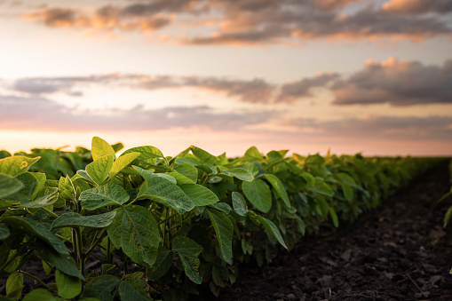 Sunset over growing soybean plants at ranch field