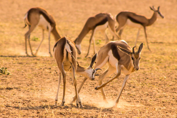 istock Two Young Springbok rams play fighting in the early morning, 1499761657
