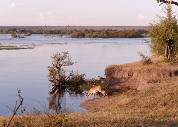 istock Impala drinking water at Zambezi National Park in Zimbabwe 1499761769