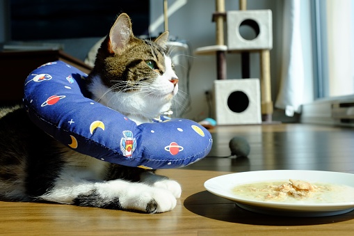 An adorable view of a house cat wearing a blue adjustable recovery collar