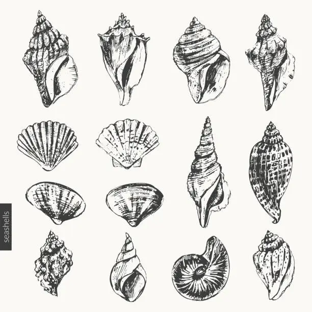 Vector illustration of Black ink sketch of seashells types