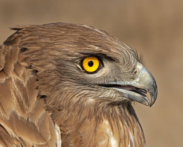 istock Closeup of a short-toed snake eagle in a field with a blurry background 1499764449