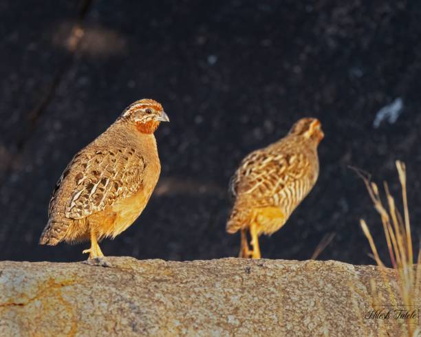 istock Closeup of quails perched on the ground with a blurry background 1499764457