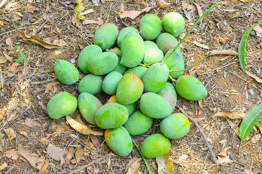 This captivating image portrays a generous pile of freshly plucked green mangoes resting on the ground. The vibrant green hues of the mangoes create a striking contrast against the earthy tones, while their alluring fragrance fills the air. The image captures the result of a fruitful harvest, symbolizing nature's abundance and promising a taste of tropical delight.