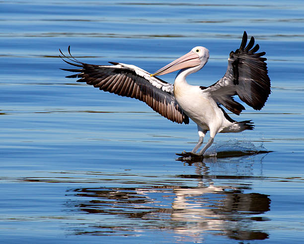 pelicano (chama-se pelenacus conspicillatus) - pelican landing imagens e fotografias de stock