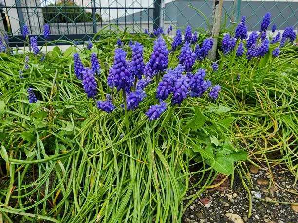 Garden grape-hyacinth It is a plant that blooms in mid-spring in the Lily family (Liliaceae). or blue reproduce rapidly