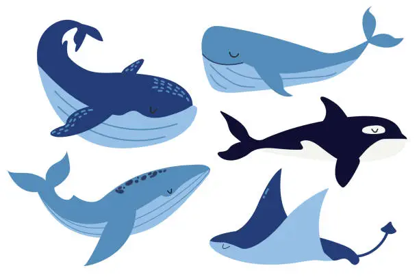 Vector illustration of Vector set of sea animals. Collection of Oceanic Mammals. Whale, killer whale, stingray. Flat illustration. Whales in cartoon style. White isolated background.