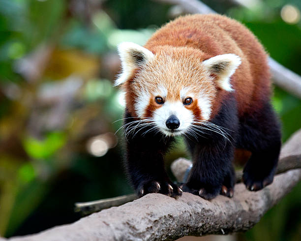 istock A Red Panda Aiurus fulgens on a tree branch 149976584