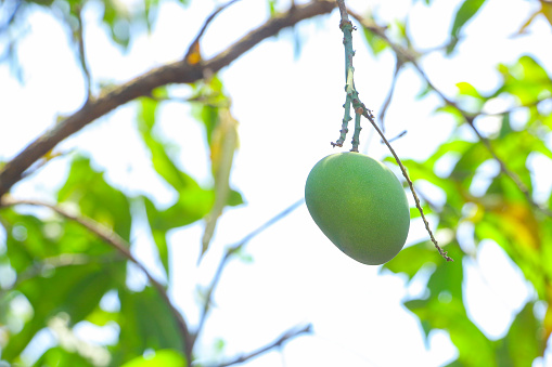 This captivating closeup photo showcases the beauty of a single ripe green mango hanging from a tree branch. The focus is on the vibrant green color and the smooth texture of the mango, perfectly contrasted against a clean white background. The image captures the essence of ripeness and freshness, presenting a mouthwatering glimpse of nature's delicious offerings.