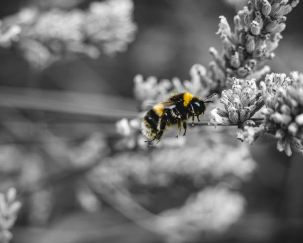istock Flight of the Bumblebee 1499766317