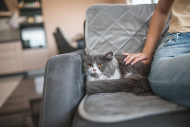 istock An unrecognizable woman caresses a purring cat 1499766354