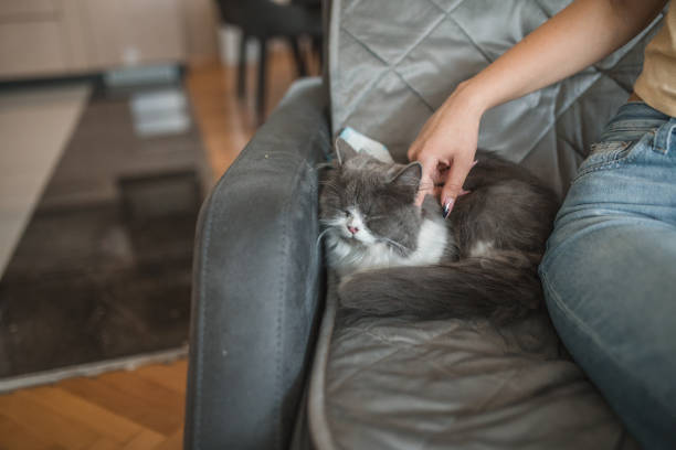 istock An unrecognizable woman caresses a enjoying cat 1499766447