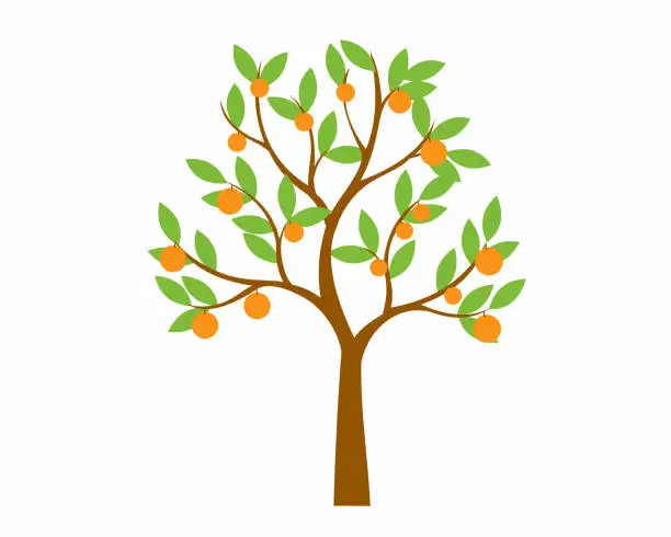 Vector illustration of orange tree design