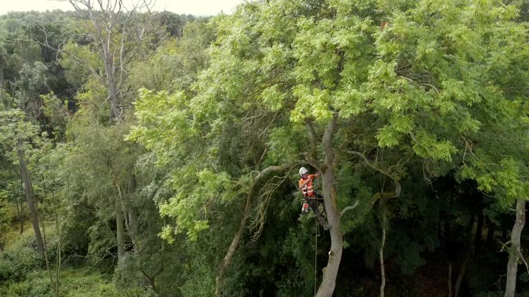 Arborist cutting down tree with petrol chainsaw