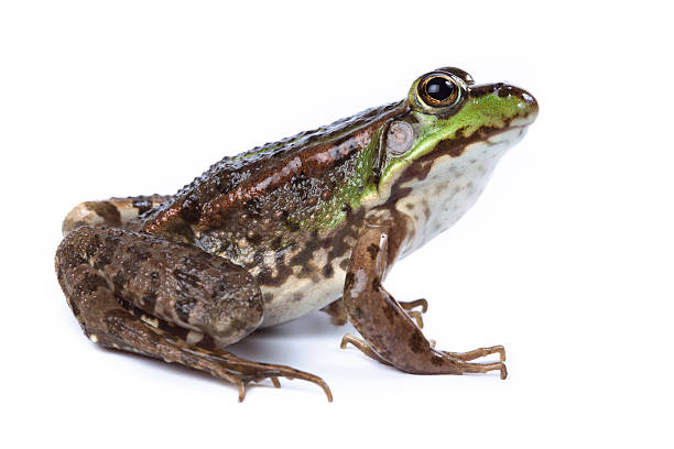 istock Marsh Frog, Rana ridibunda 149976838