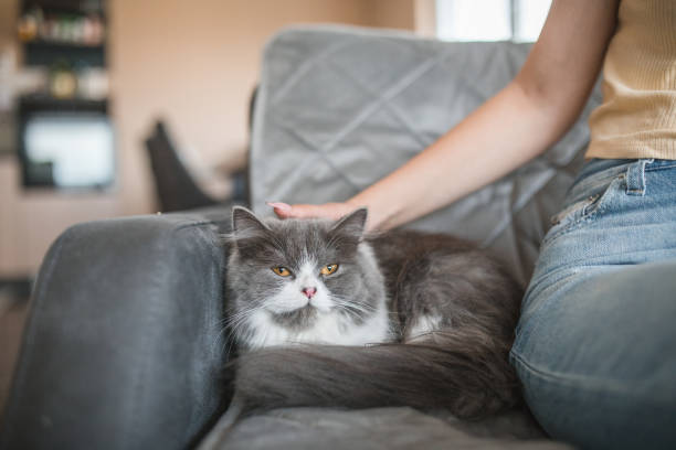 istock An unrecognizable woman caresses a purring cat while sitting on the sofa 1499768718