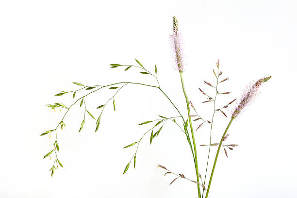 orelhas de kentucky bluegrass, festuca alta e banana-de-são-tomé - fescue imagens e fotografias de stock