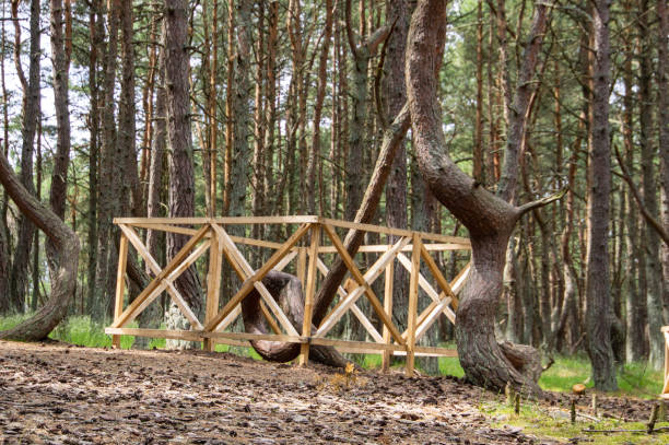 istock Curonian spit. Dancing pines. Tilted, curved and twisted pine trunks.  Dancing forest local landmark located on dune Round in vicinity of village of Rybachy. 1499769170