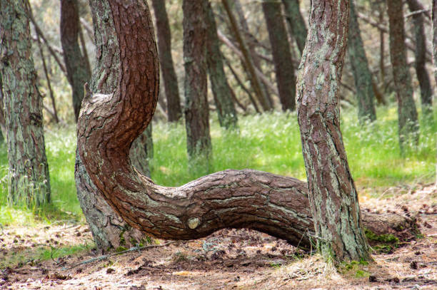 Curonian spit. Dancing pines. Tilted, curved and twisted pine trunks.  Dancing forest local landmark located on dune Round in vicinity of village of Rybachy. National park in Kaliningrad region.