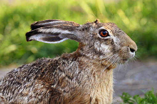 Close-up portrait of a hare with grass and path in the background