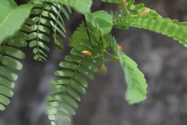 Photo of Nature's Sweet and Sour Delight: Tamarind steals the show