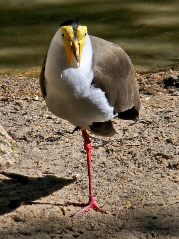 Taken at the Audubon Zoo in New Orleans Louisiana