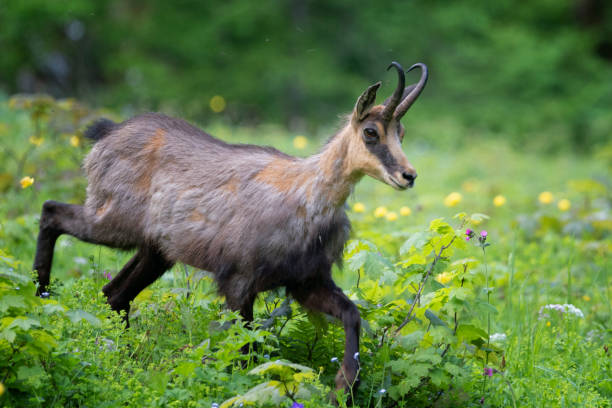 Animal, Animal Body Part, Animal Themes, Animal Wildlife, Animals In The Wild