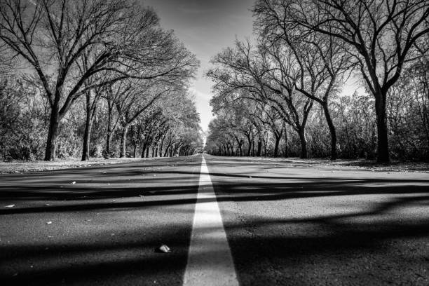 Free Stock Photo of Road and Trees in Black and White | Download Free ...