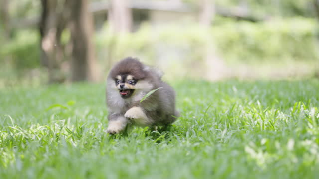 SLOMO - Pomeranian puppy running towards the camera on a grassy park.