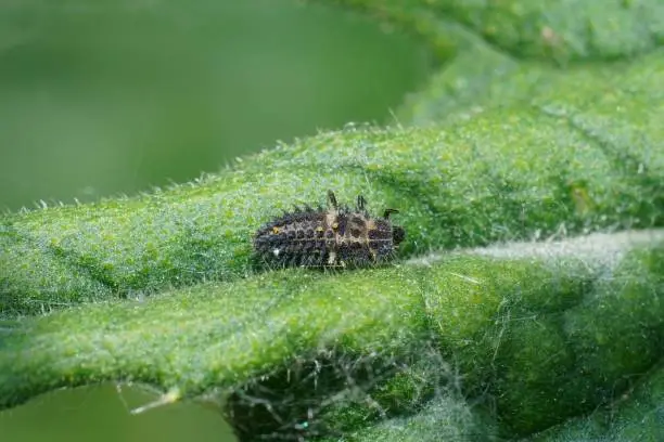 Natural closeup on a voracious larvae of the pine laydybird beetle, Exochomus quadripustulatus used for pest-control