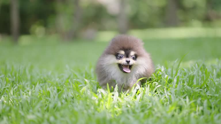 SLOMO - Pomeranian puppy walking through a grassy field.