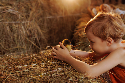 A child girl looks at and holds in her hands a small fluffy yellow duck that sits on a bunch of hay in the middle of the hayloft. Rural life or eco farm concept.