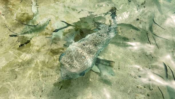 istock A Larghe Puffer Fish Swims with a School of Smaller Fish 1499776414