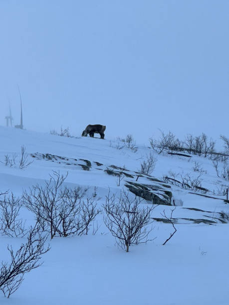 istock beautiful snowy landscape view in tromso, norway 1499776461